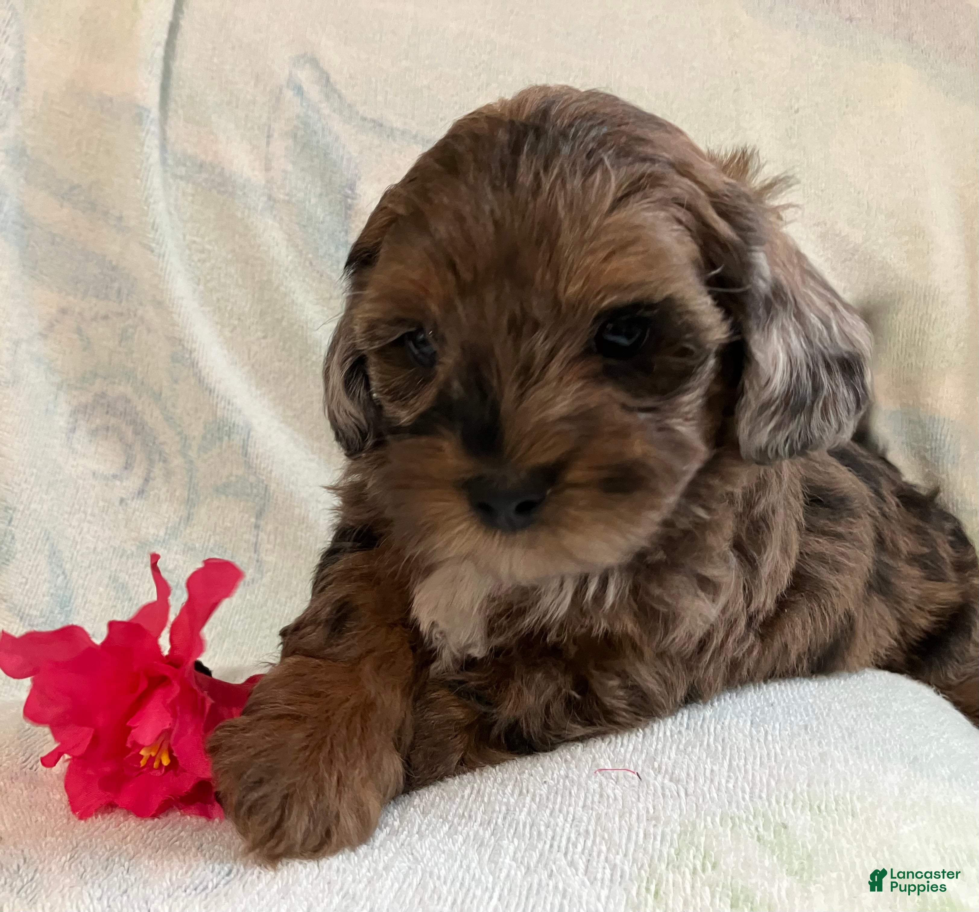 Shihpoo dogs May - Ad 1