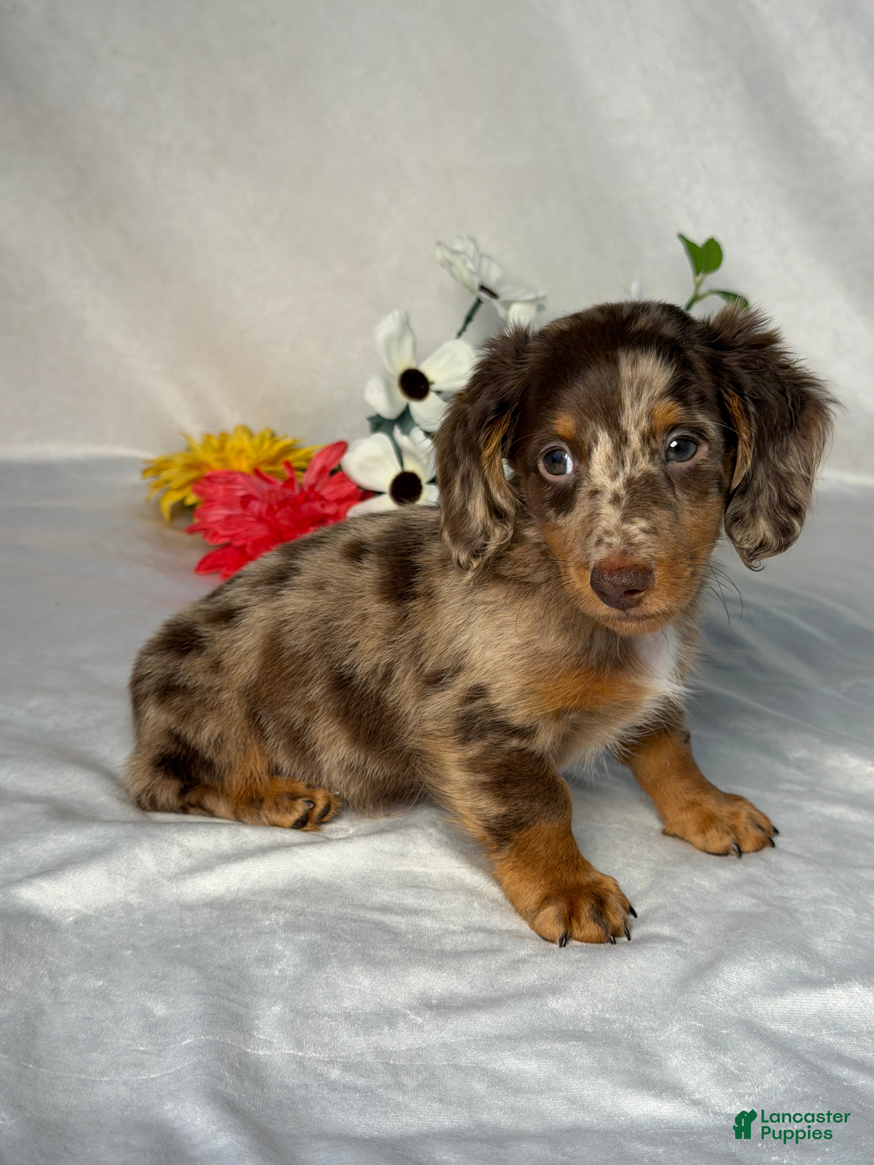Miniature Dachshund dogs Danny - Ad 2