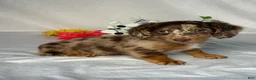 Miniature Dachshund dogs for sale: Danny - Ad 2