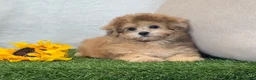 Bichpoo dogs for sale: Kona - Ad 7
