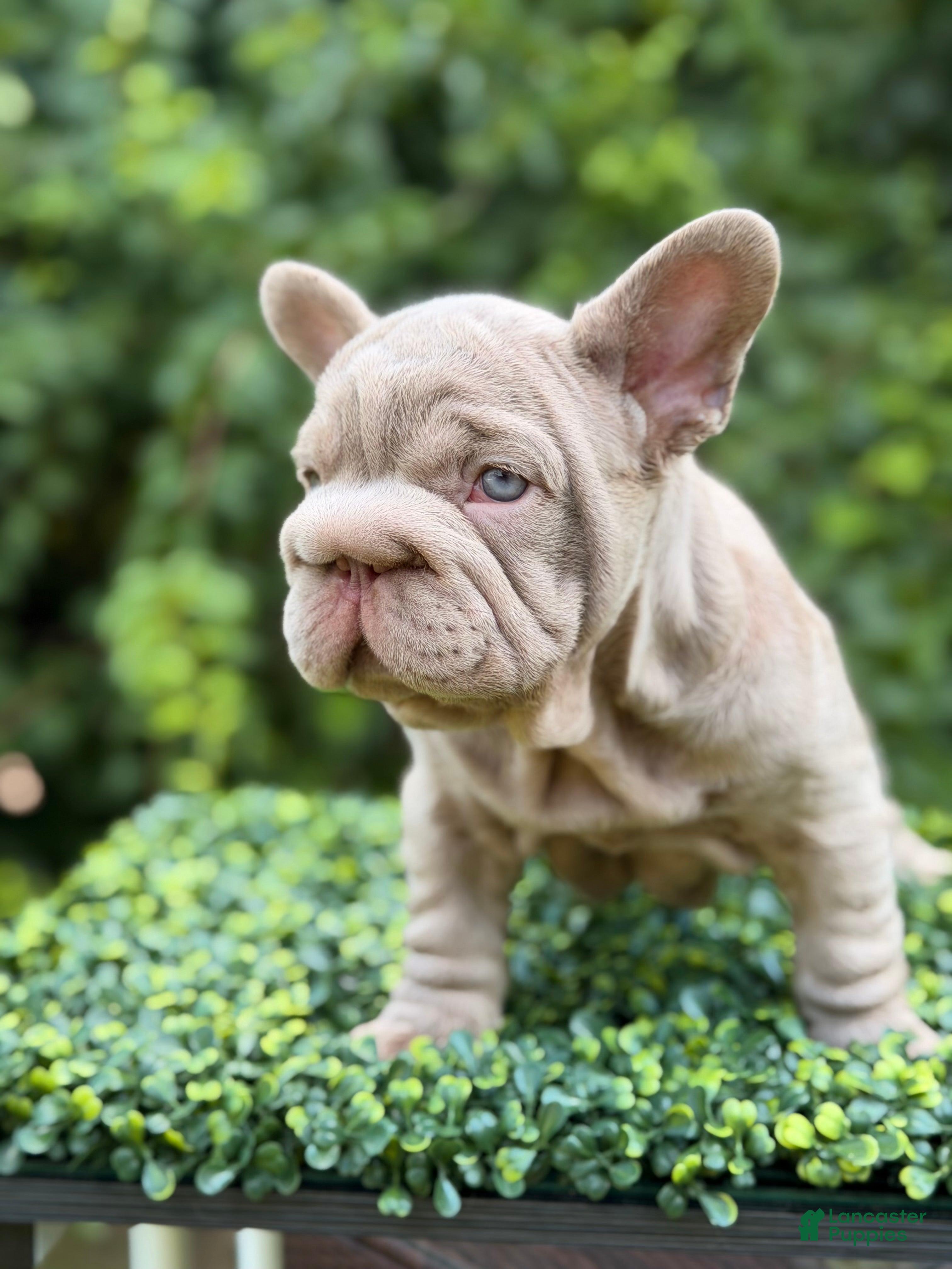 French Bulldog dogs  BOSS  - Ad 26