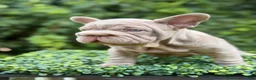 French Bulldog dogs for sale:  BOSS  - Ad 1