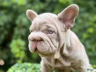 French Bulldog dogs BOSS - Ad 26