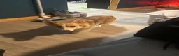 Welsh Corgi Pembroke dogs for sale: Lilly - Ad 2