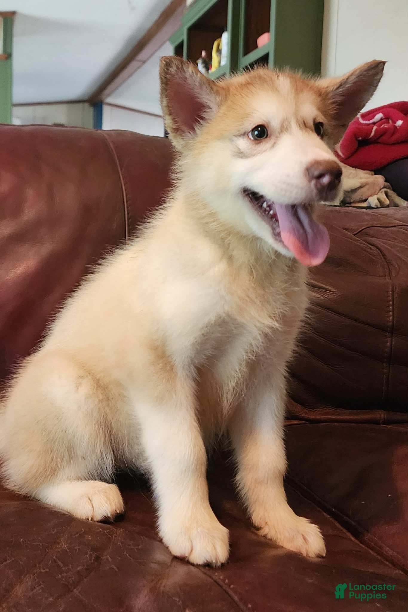 Alaskan Malamute dogs Alaskan Malamute 2 - Ad 1