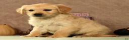 Golden Retriever dogs for sale: Spencer - Ad 5