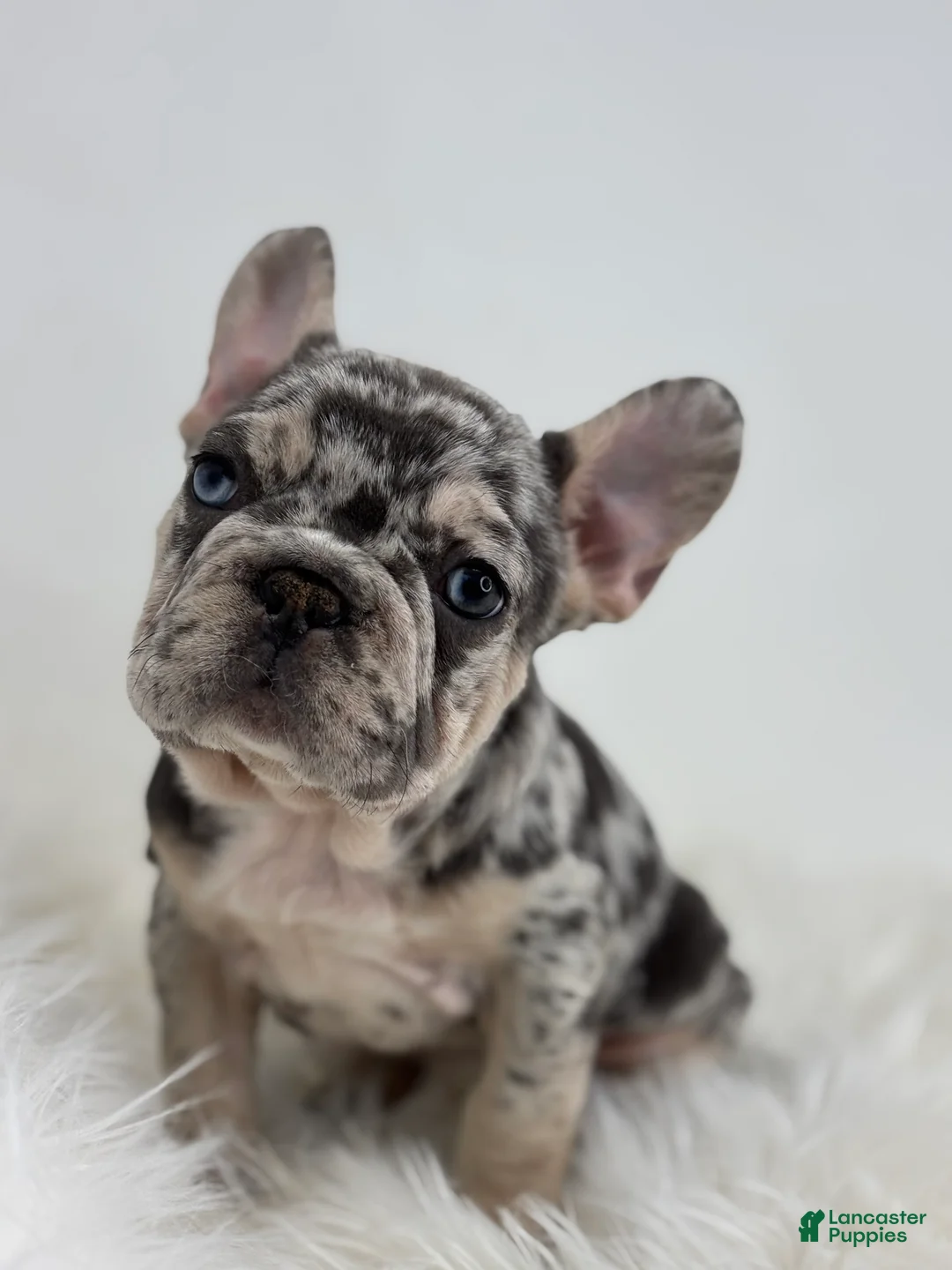French Bulldog dogs for sale: Pam - Ad 4