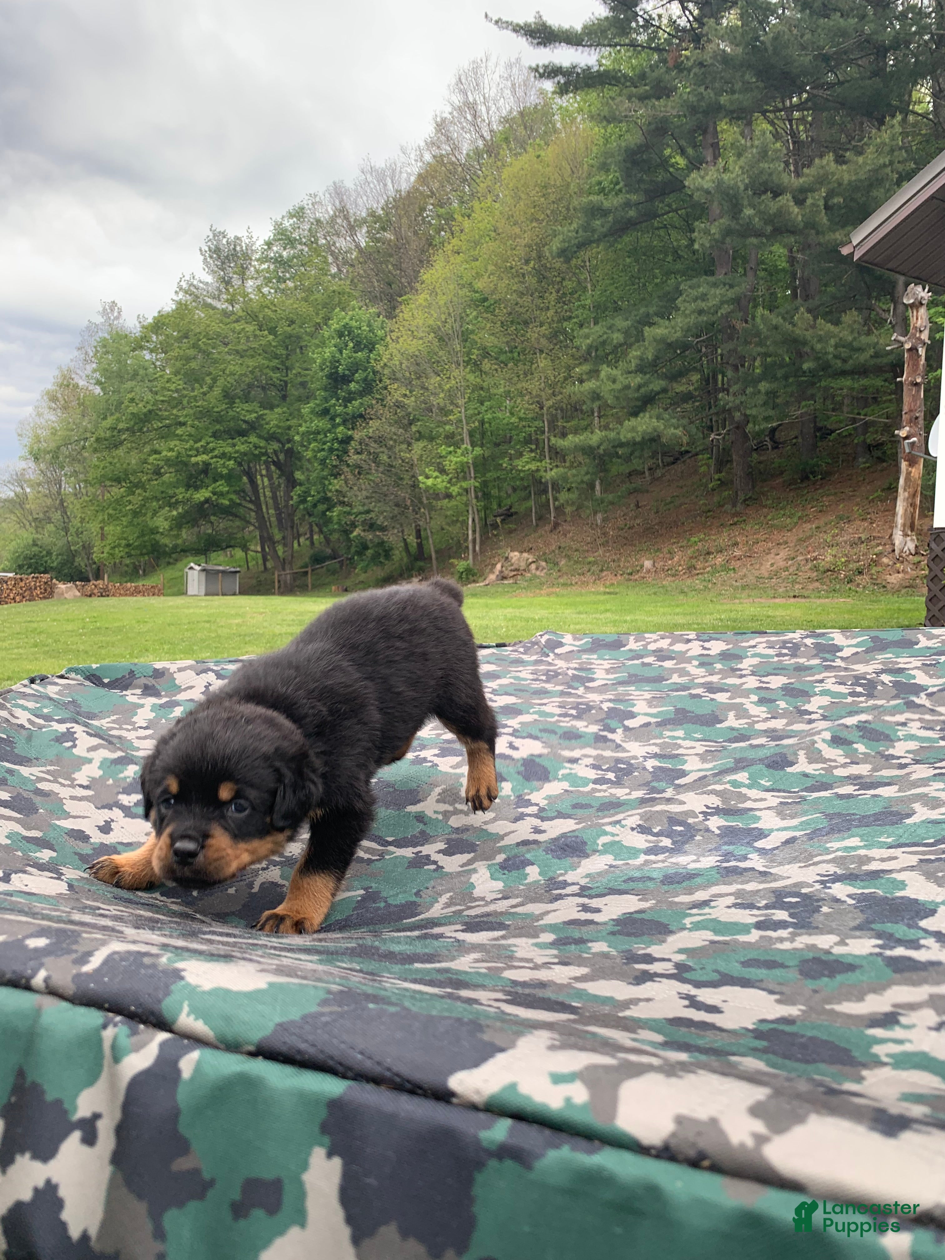 Rottweiler dogs Teal Female - Ad 2