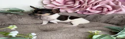 Chihuahua dogs for sale: “Saint” Male Chihuahua  - Ad 2
