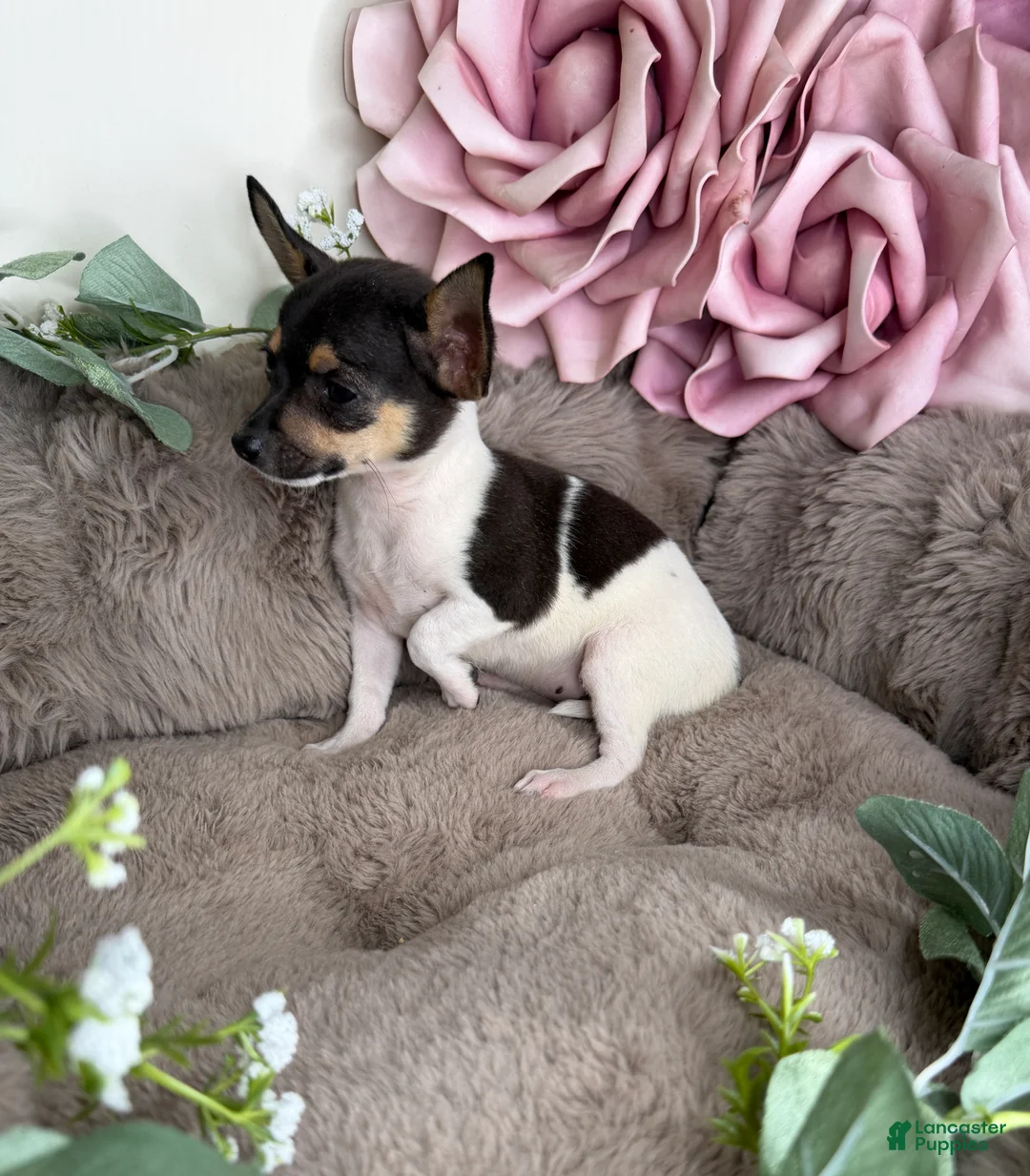 Chihuahua dogs for sale: “Saint” Male Chihuahua  - Ad 2