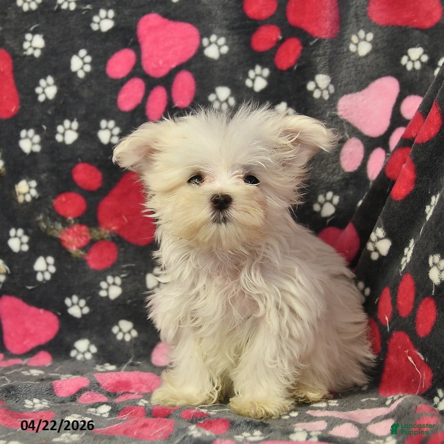 Maltese dogs Taya - Ad 2