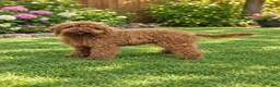 Mini Goldendoodle dogs for sale: Mini Goldendoodle 3 - Ad 11