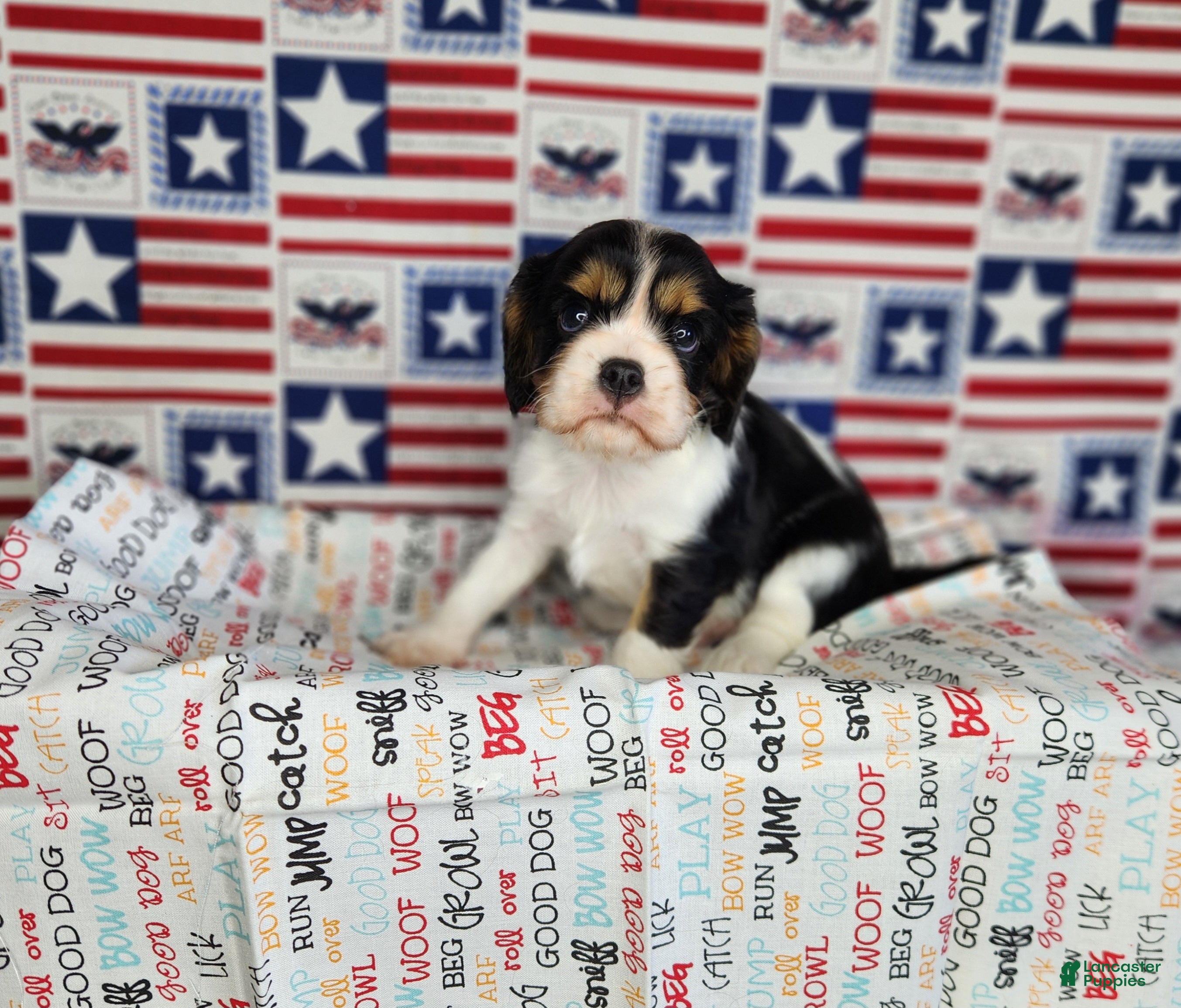 Cavalier King Charles Spaniel dogs Zoro - Ad 2