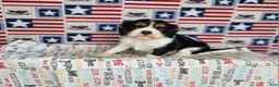 Cavalier King Charles Spaniel dogs for sale: Zoro - Ad 2