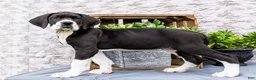 Great Dane dogs for sale: Kim - Ad 10
