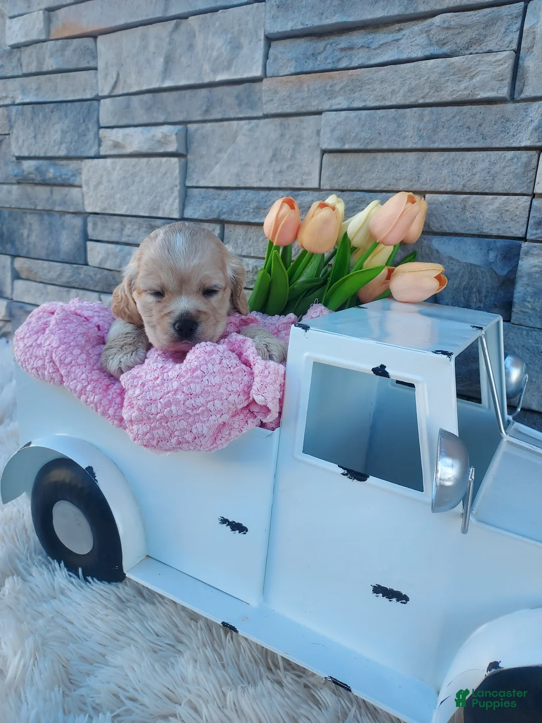 Cocker Spaniel dogs for sale: Elsa - Ad 2