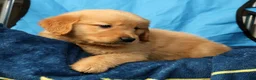 Golden Retriever dogs for sale: Andre - Ad 8