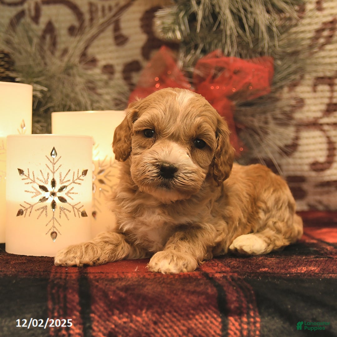 Cockapoo dogs for sale: Missie  - Ad 2