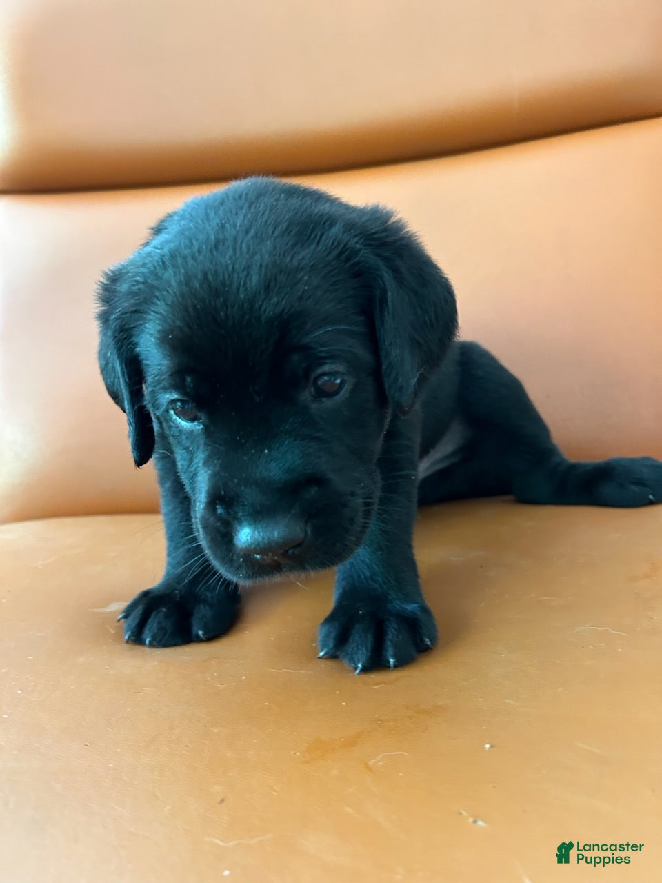 Labrador Retriever dogs for sale: Labrador Retriever Male - Ad 1