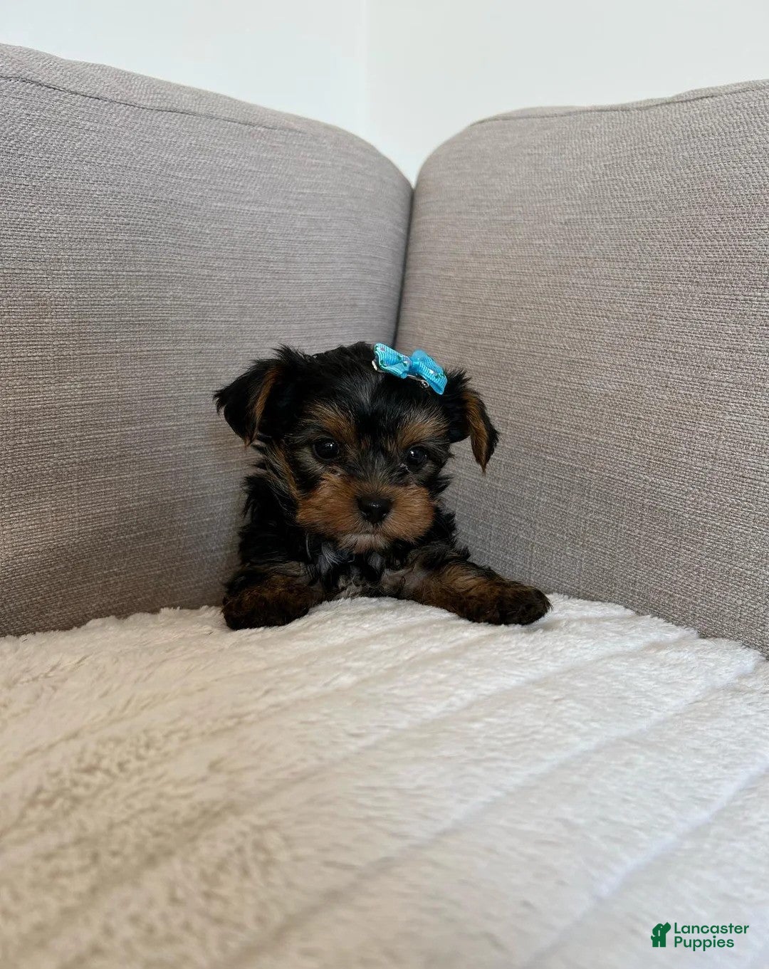 Yorkshire Terrier dogs for sale: Yorkshire Terrier Puppy 2 - Ad 4