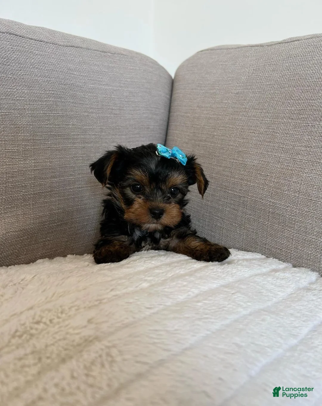 Yorkshire Terrier dogs for sale: Yorkshire Terrier Puppy 1 - Ad 6