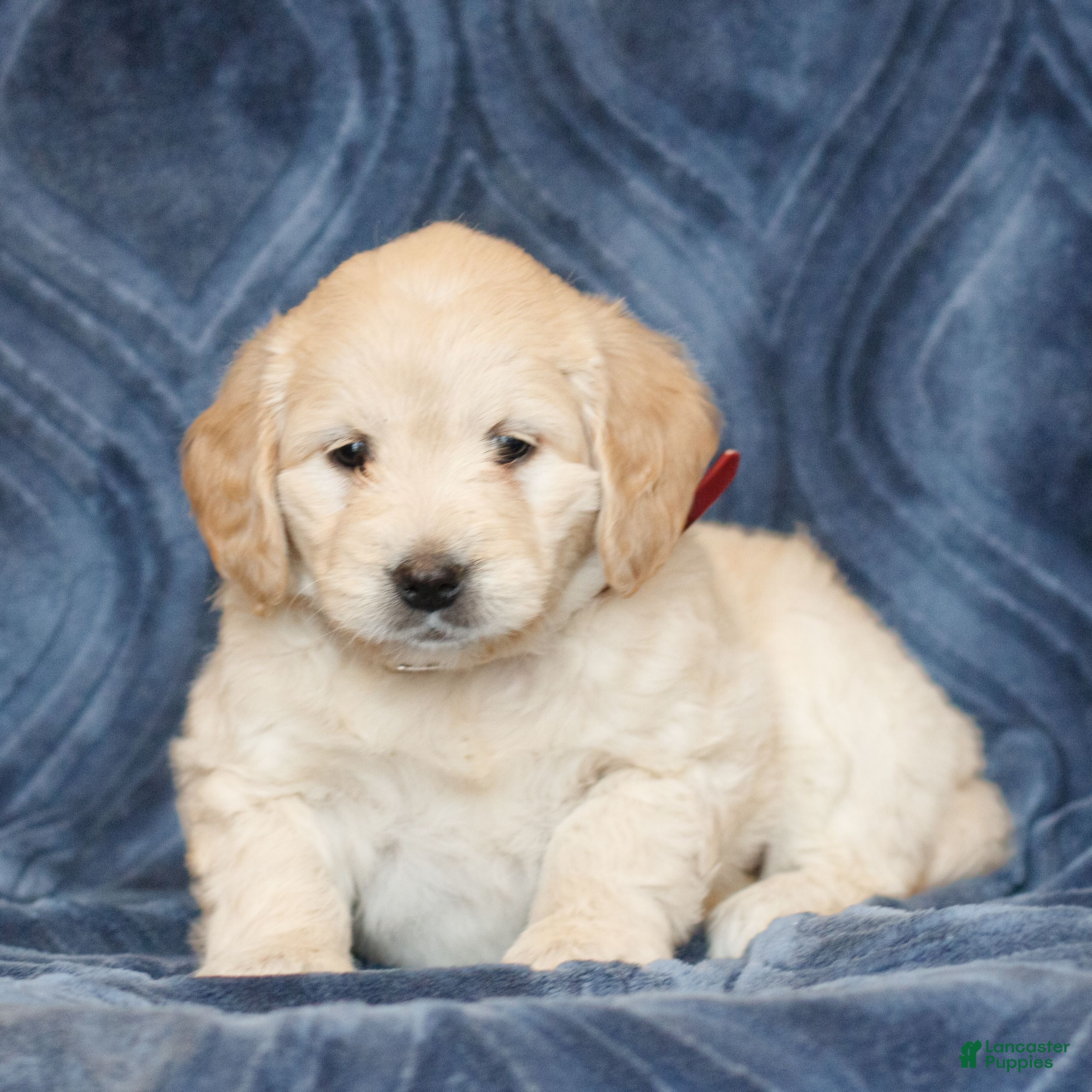 Mini Goldendoodle dogs Kayla  - Ad 1