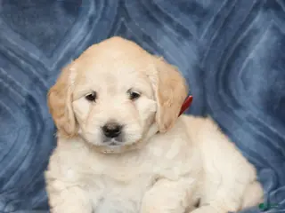 Mini Goldendoodle dogs for sale: Kayla - Ad 1