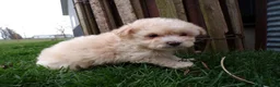 Shihpoo dogs for sale: Parker - Ad 8