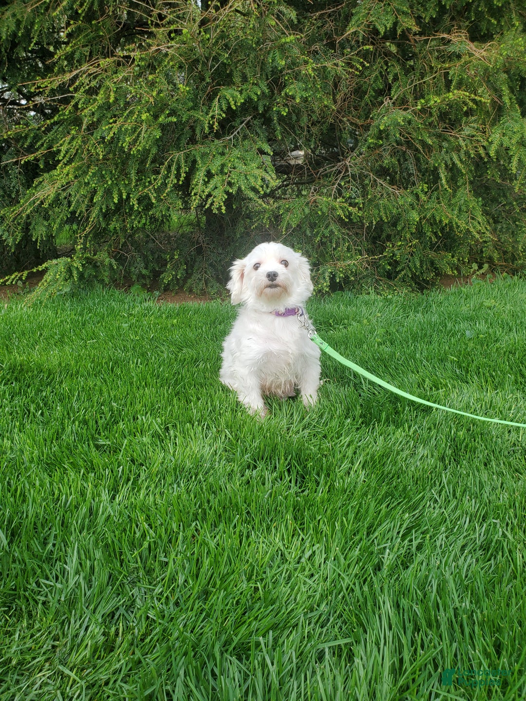 Maltese dogs for sale: Hector - Ad 9