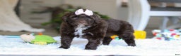 Portuguese Water Dog dogs for sale: Miley - Ad 5