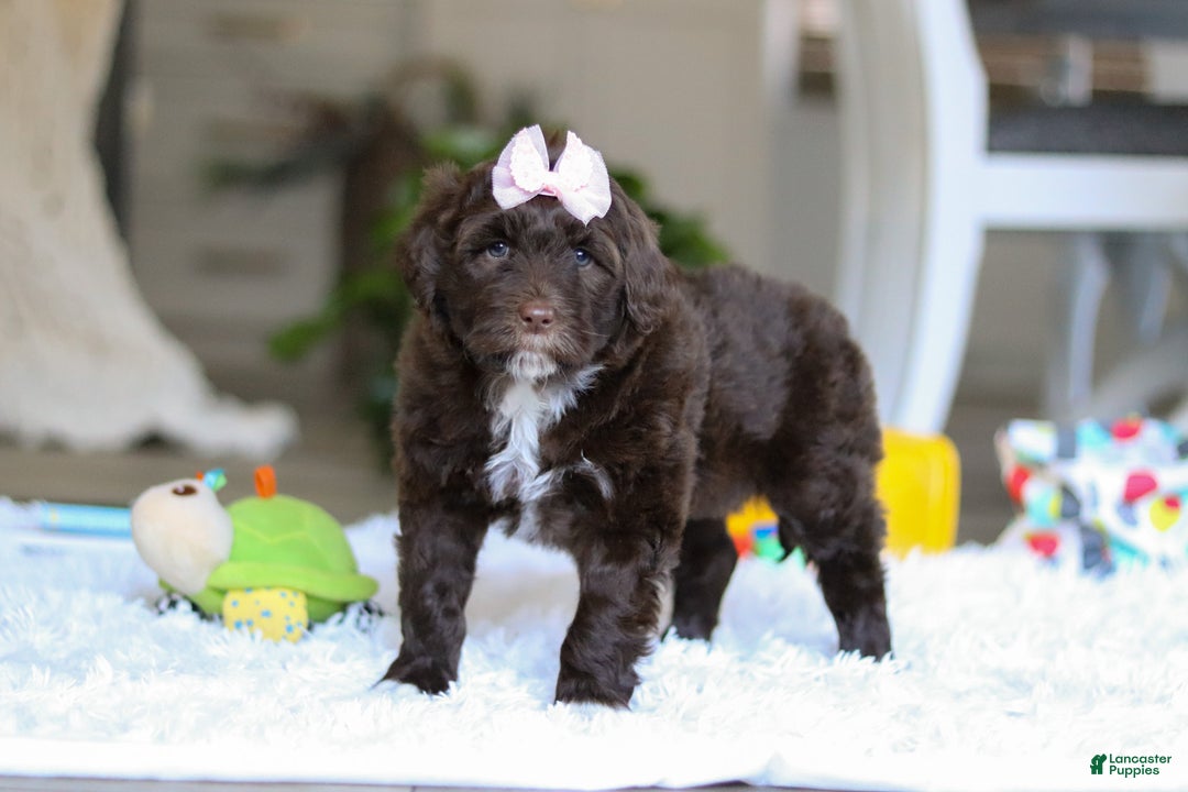 Portuguese Water Dog dogs for sale: Miley - Ad 5