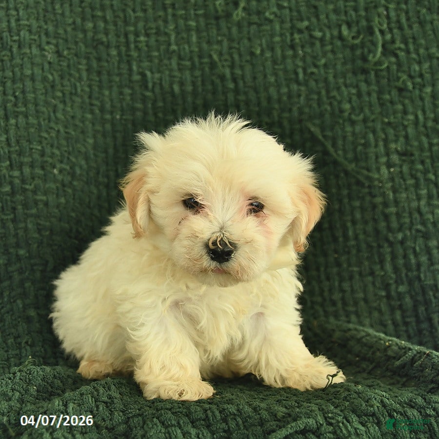 Maltipoo dogs Newton  - Ad 2