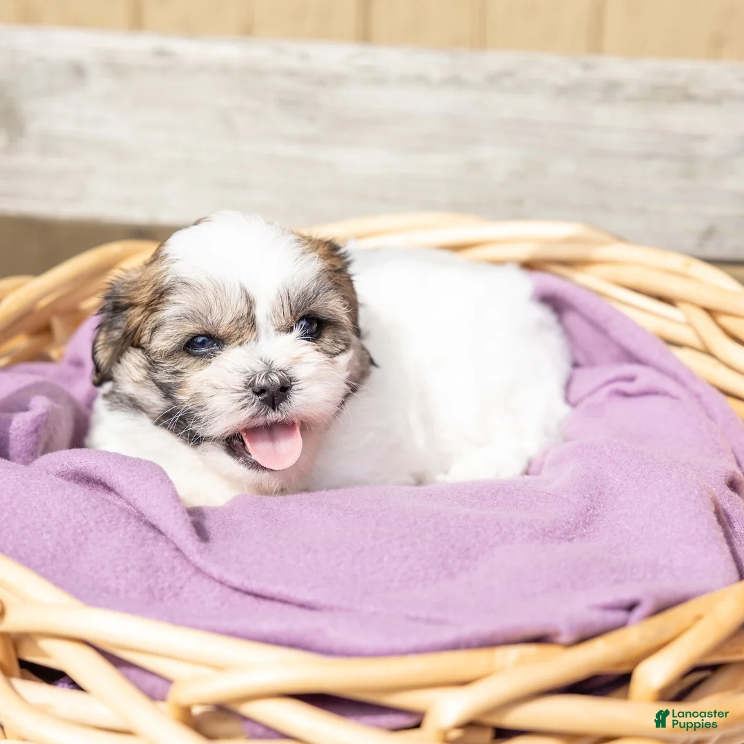 Teddy Bear dogs for sale: Cherry - Ad 7