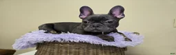 French Bulldog dogs for sale: Reba AKC frenchbulldog  - Ad 4