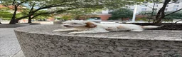 Cavapoo dogs for sale: Joey - Ad 5