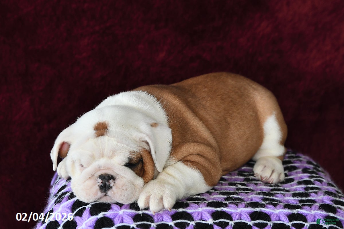 English Bulldog dogs Marina - Ad 24