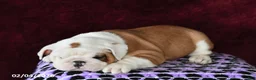 English Bulldog dogs for sale: Marina - Ad 1