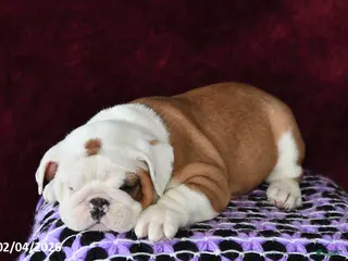 English Bulldog dogs Marina - Ad 24
