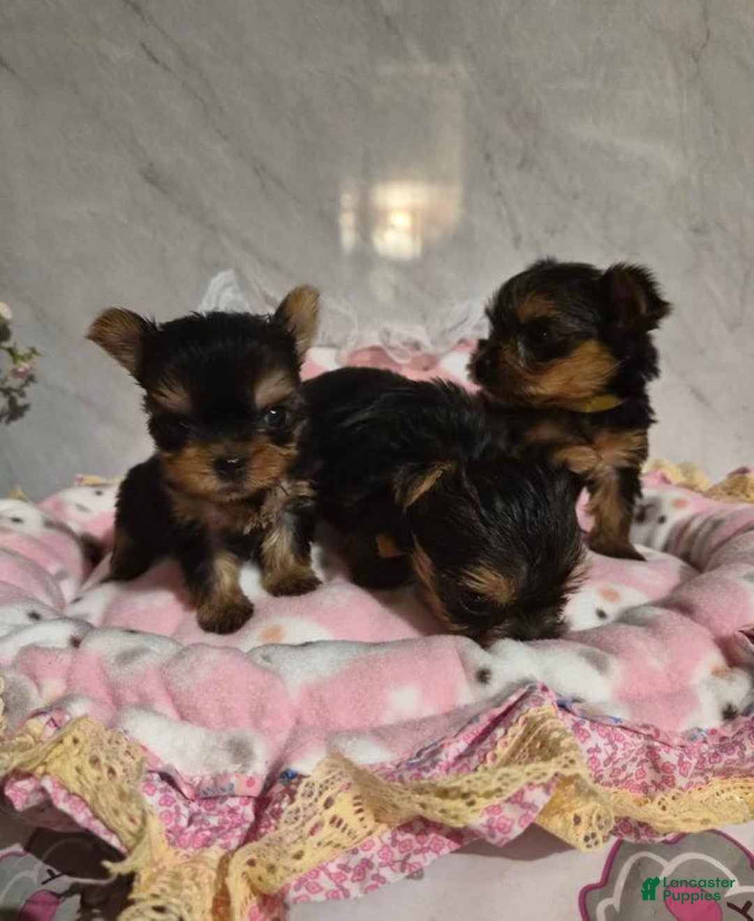 Yorkshire Terrier dogs for sale: Oliver - Ad 6