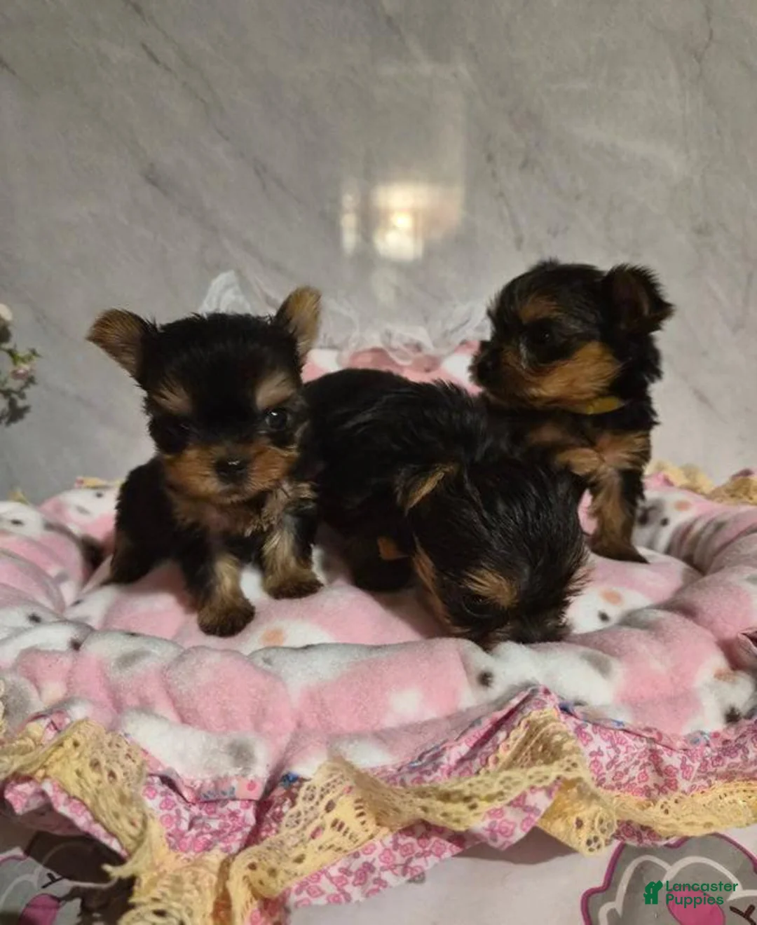 Yorkshire Terrier dogs for sale:  Carrel - Ad 3