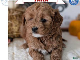 Mini Goldendoodle dogs - Ad 3