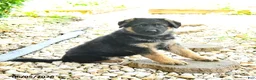 German Shepherd dogs for sale: Paddington - Ad 2