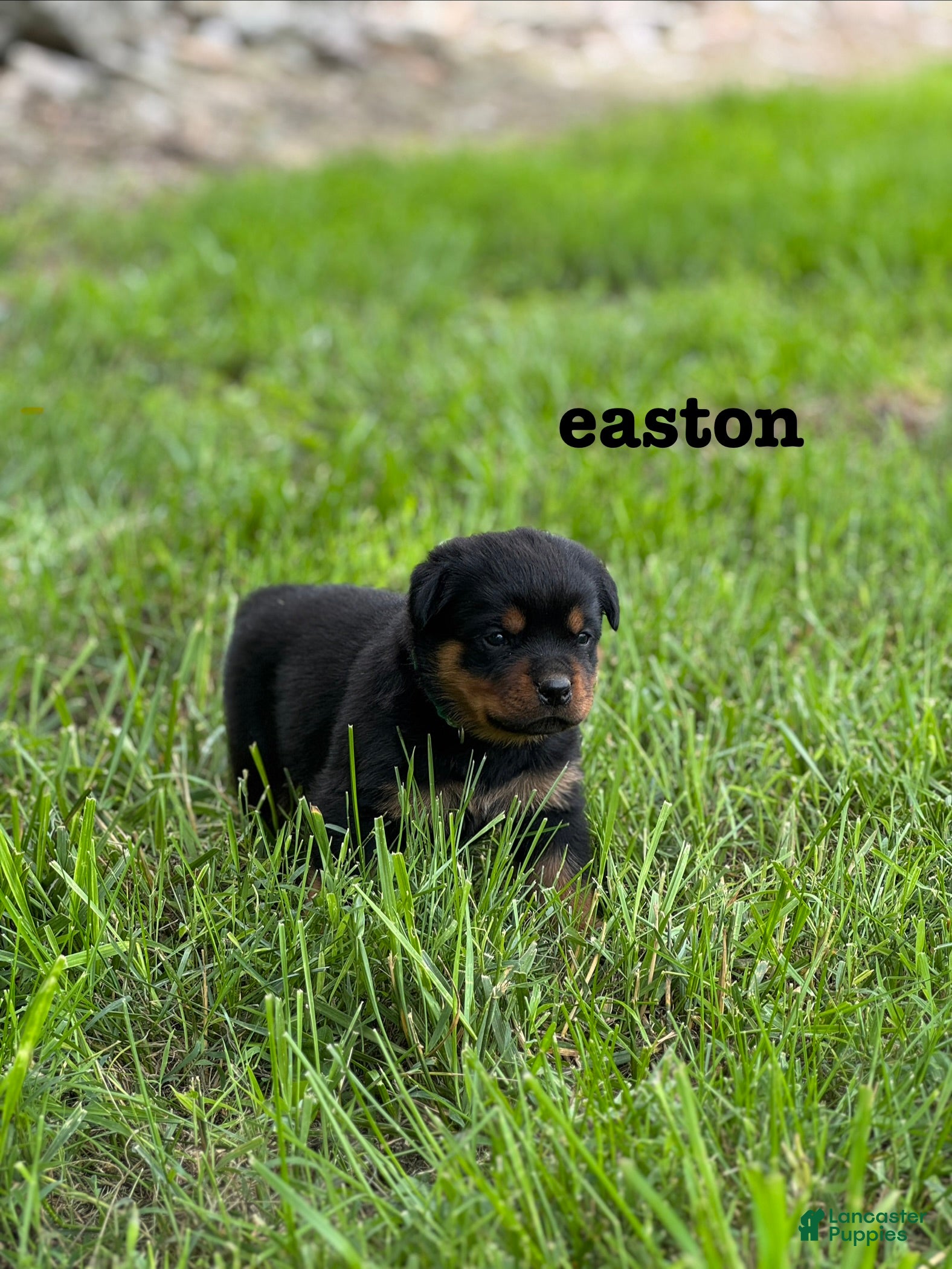 Rottweiler dogs Easton  - Ad 1