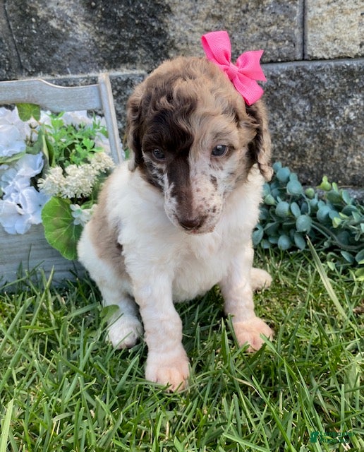 Standard Poodle dogs Tulip- genetic clear - Ad 1