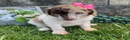 Standard Poodle dogs for sale: Tulip- genetic clear - Ad 1