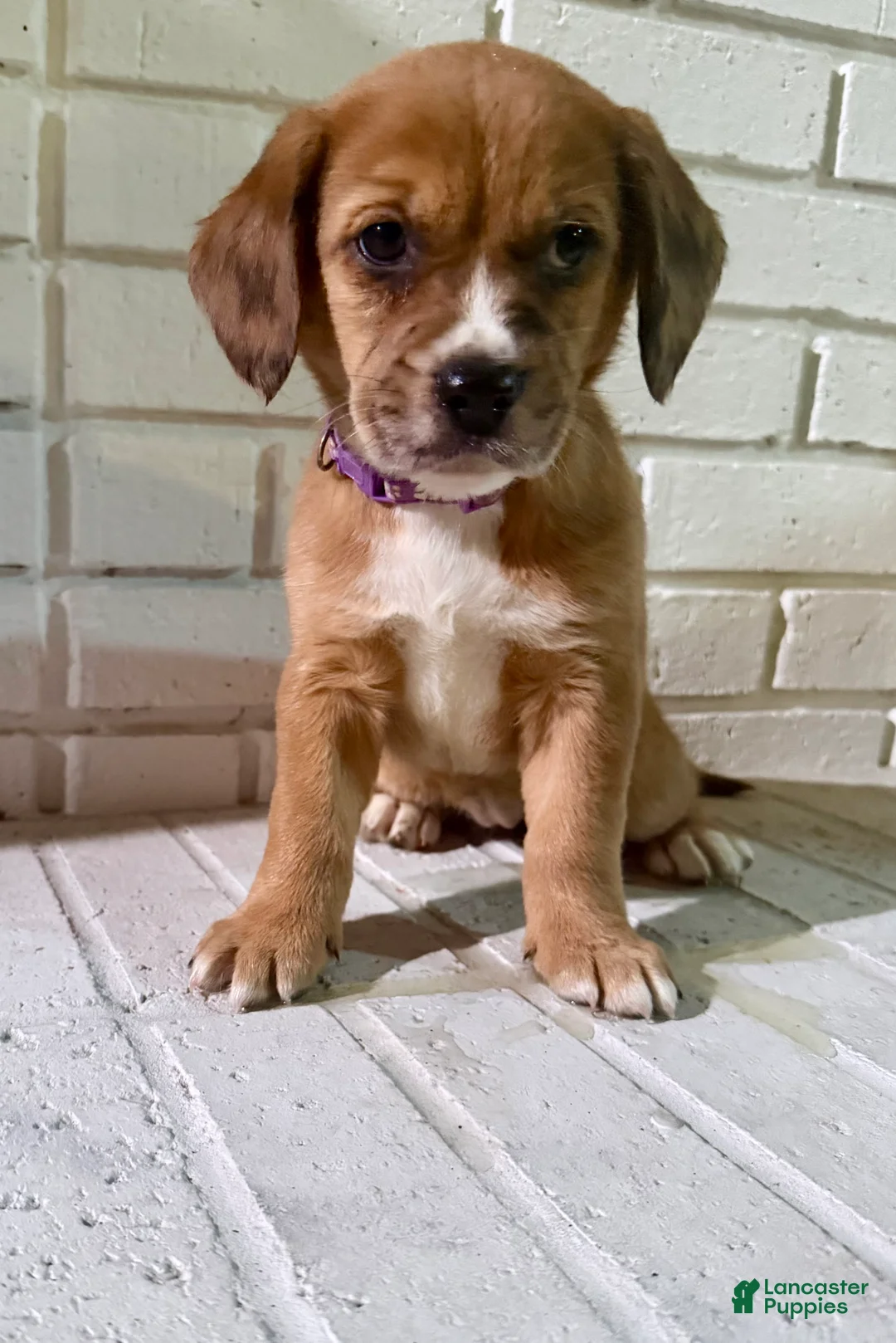 English Springer Spaniel dogs for sale: English Springer Spaniel Puppy 1 - Ad 2