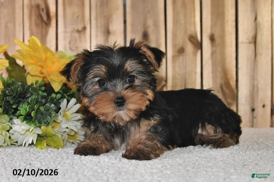 Yorkshire Terrier dogs for sale: Janice - Ad 3