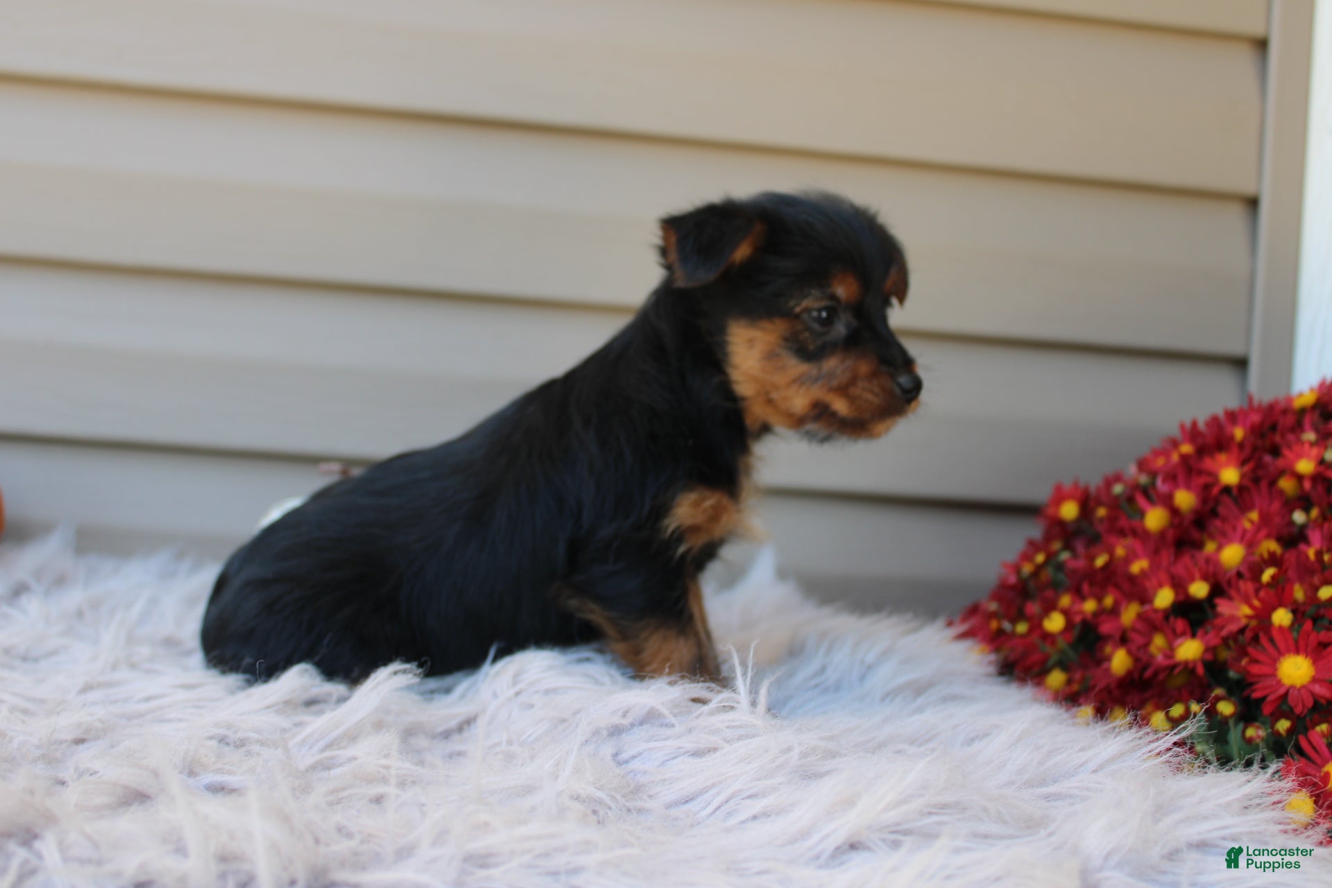Yorkshire Terrier dogs Scotty - Ad 2