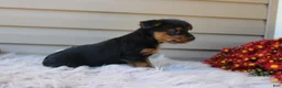 Yorkshire Terrier dogs for sale: Scotty - Ad 2