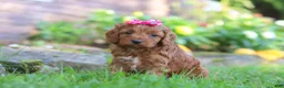 Cockapoo dogs for sale: Magnolia - Ad 5